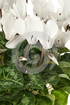 Cyclamen flower isolated on white