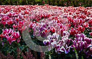 Cyclamen on flower market