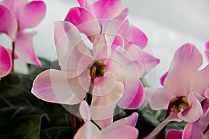 Cyclamen flower. Pale pink petals of houseplant. Daylight