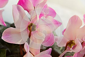 Cyclamen flower. Pale pink petals of houseplant. Daylight