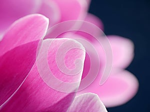 Cyclamen flower petals