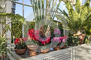 Cyclamen in a flower pots