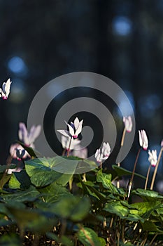 Cyclamen flowerbed with blue bokeh