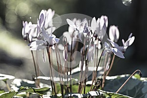 Cyclamen flowerbed in the wild with sunset green bokeh monochrome