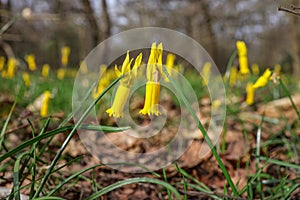 The cyclamen-flowered daffodil blooming in the spring.