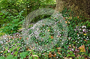 Cyclamen flowering in woodland, Hampshire