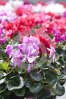 Cyclamen flowers