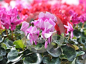 Cyclamen flowers photo