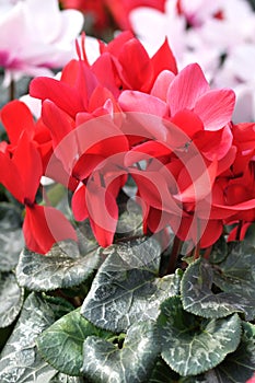 Cyclamen flowers