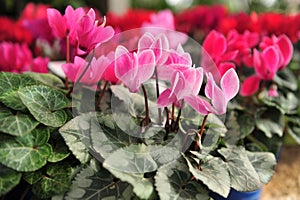 Cyclamen Flowers