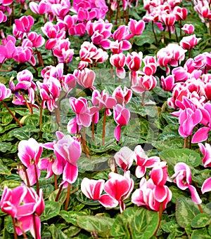 Cyclamen Flowers