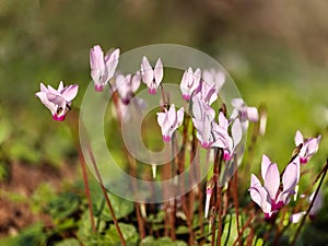 cyclamen flowers