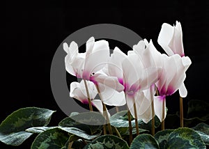 Cyclamen Flowers