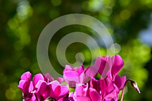 Cyclamen flowers on blurred background