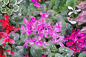 Cyclamen Flowers in Full Bloom photo