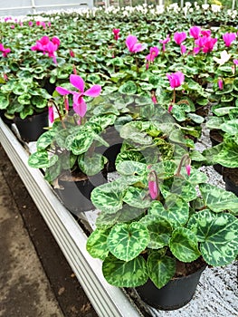 Cyclamen flowers in a garden center