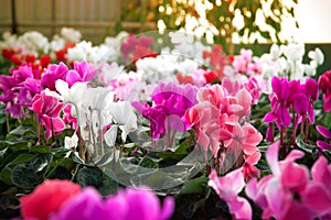 Cyclamen flowers in a greenhouse photo
