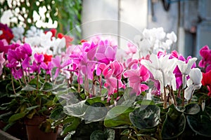 Cyclamen flowers in a greenhouse