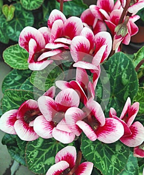 Cyclamen flowers with striped petals