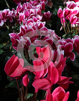 Cyclamen Flowers - Two Varieties