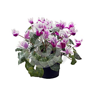 Cyclamen flowers on white background