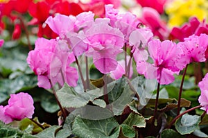 Cyclamen hederifolium