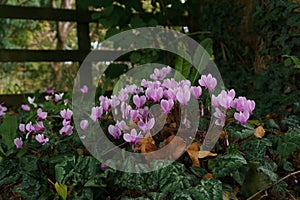 Wild Cyclamen hederifolium photo