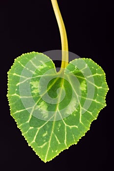 Cyclamen Leaf Heart