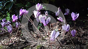 Cyclamen - perennial flowering plants in the family Primulaceae