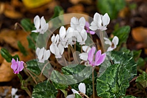 Cyclamen, Persian Violet flower in pink purple and white petals