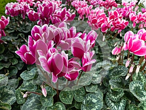 Cyclamen persicum midi indiaca purple and pink with lots of blooms. Exceptionally hardy outdoors, the cyclamen is beautiful in aut