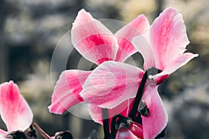 Cyclamen persicum Mill.