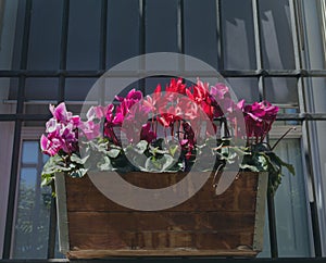 Cyclamen persicum, persia violet in a wooden planter