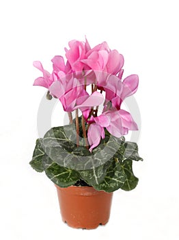 Cyclamen persicum, the Persian cyclamen, is a species of flowering herbaceous perennial plant photo