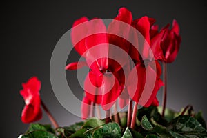 Cyclamen Persicum red flower blooming close up over dark grey background. Beautiful bright cyclamen