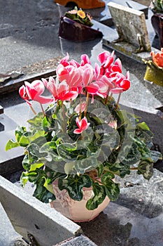 Cyclamen plant on a tombstone