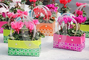 Cyclamen with pot bag in the nursery. Flower greenhouse. Primulaceae Family. Cyclamen persicum