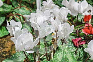 Cyclamen primulaceae flower