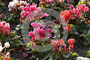 Cyclamen pseudibericum