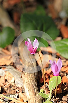 Cyclamen purpurascens / Alpine cyclamen