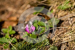 Cyclamen purpurascens flower growing in forest, close up