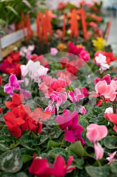 Cyclamen with red flowers. Vertical photo flower shop. A perennial houseplant in a flower pot for sale