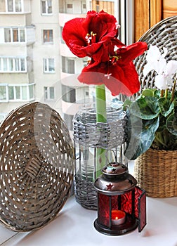 Cyclamen and red hippeastrum with a christmas lantern.