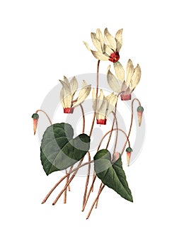 Cyclamen | Redoute Flower Illustrations photo