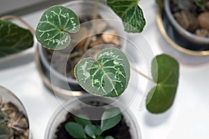 Cyclamen seedling growing on window