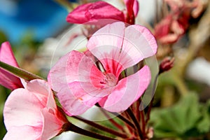 Cyclamen Zonal pelargonium close up macro