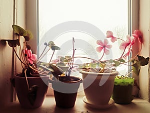 Cyclamens bloom on the windowsill and wait for spring.