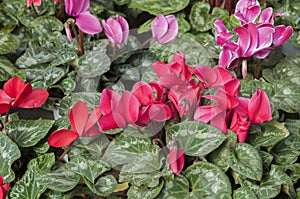 Cyclamens