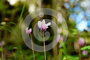 Cyclamens in Greece photo