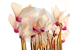 Cyclamens